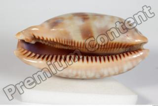 Seashell 0057